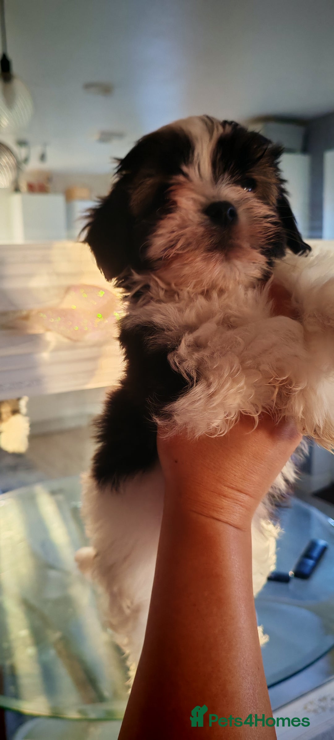Shih Tzu dogs for sale: Beautiful full breed fluffy Shih Tzu boy  - Advert 12