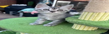 Kika