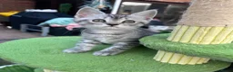 British Shorthair cats for sale: ❤️British shorthair Fold&Maine Coon ❤️ - Advert 8