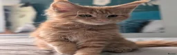 Maine Coon cats for sale: Mainecoon - Advert 19