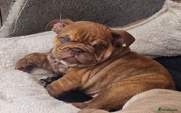 English Bulldog dogs for sale: ADORABLE ENGLISH BULLDOG PUPPYS  - Image 2