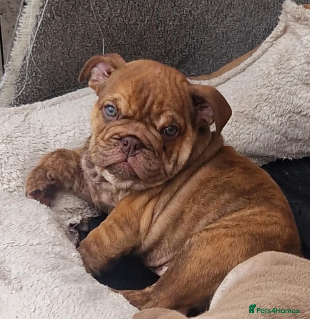English Bulldog dogs for sale: ADORABLE ENGLISH BULLDOG PUPPYS  - Image 2