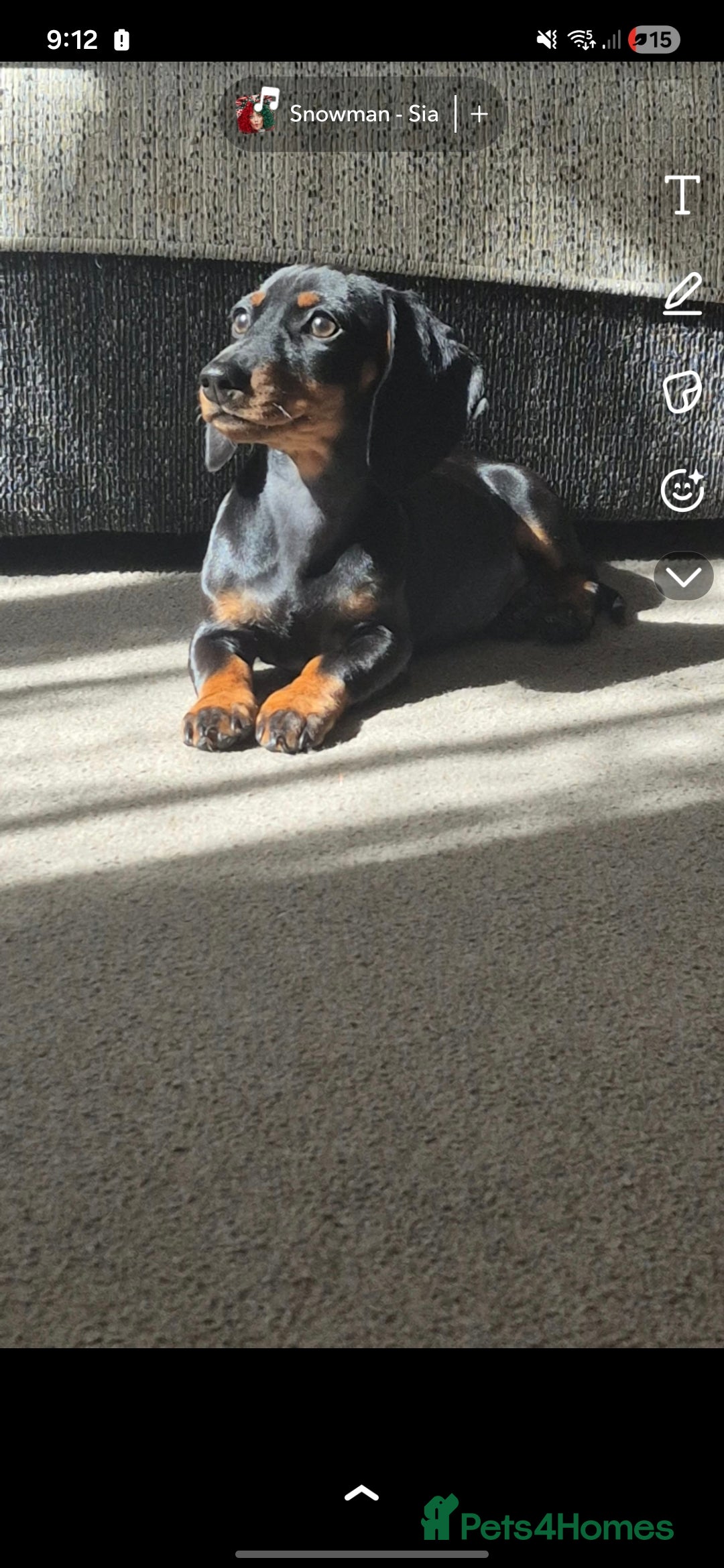 Dachshund dogs for sale: Dachshund  - Advert 2