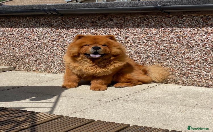 Chow Chow dogs - Advert 8