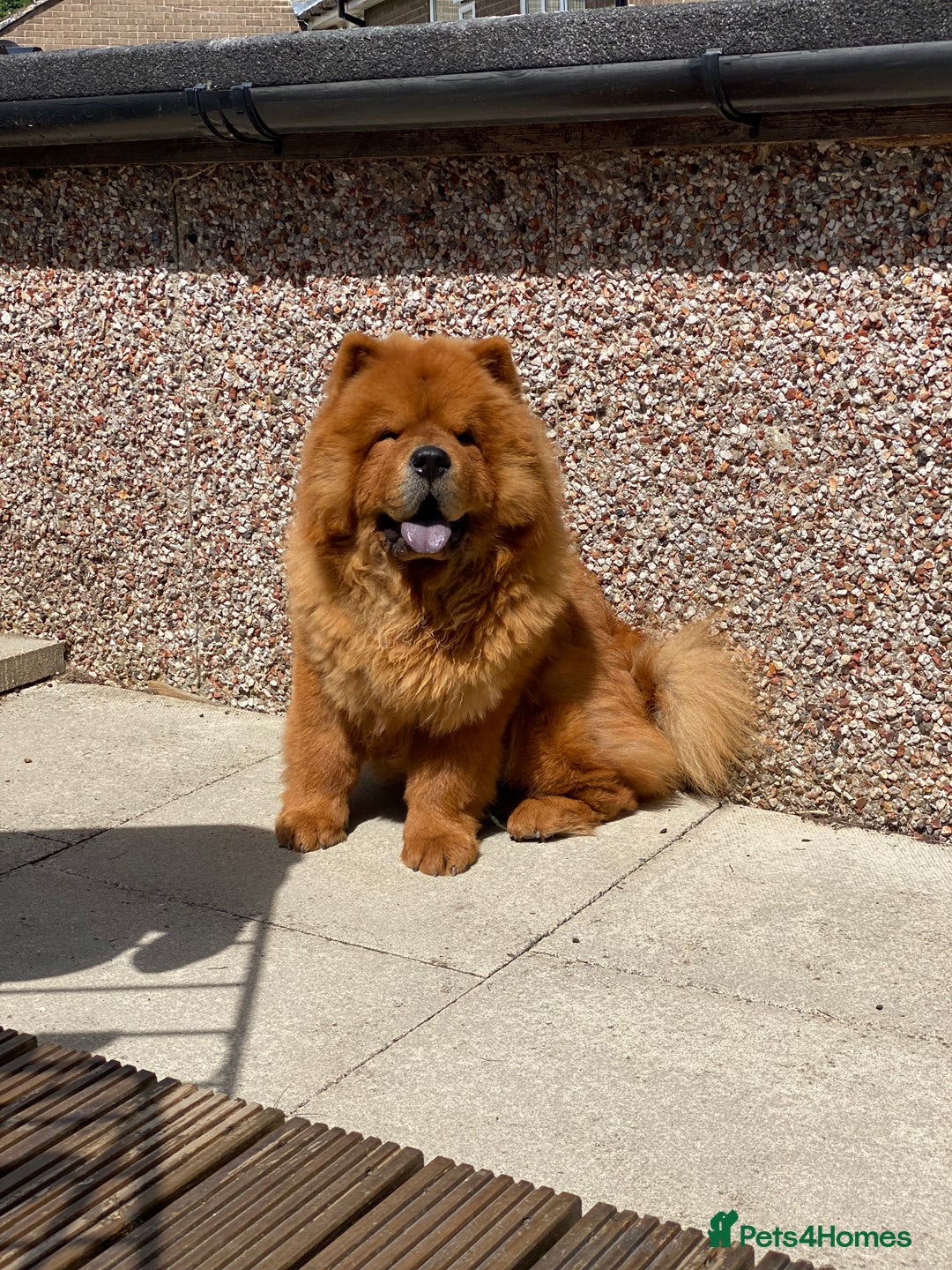 Chow Chow dogs for sale: 3 year old chow chow  - Image 1