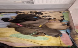 Frug dogs for sale: 6 beautiful frug puppies.  - Image 18