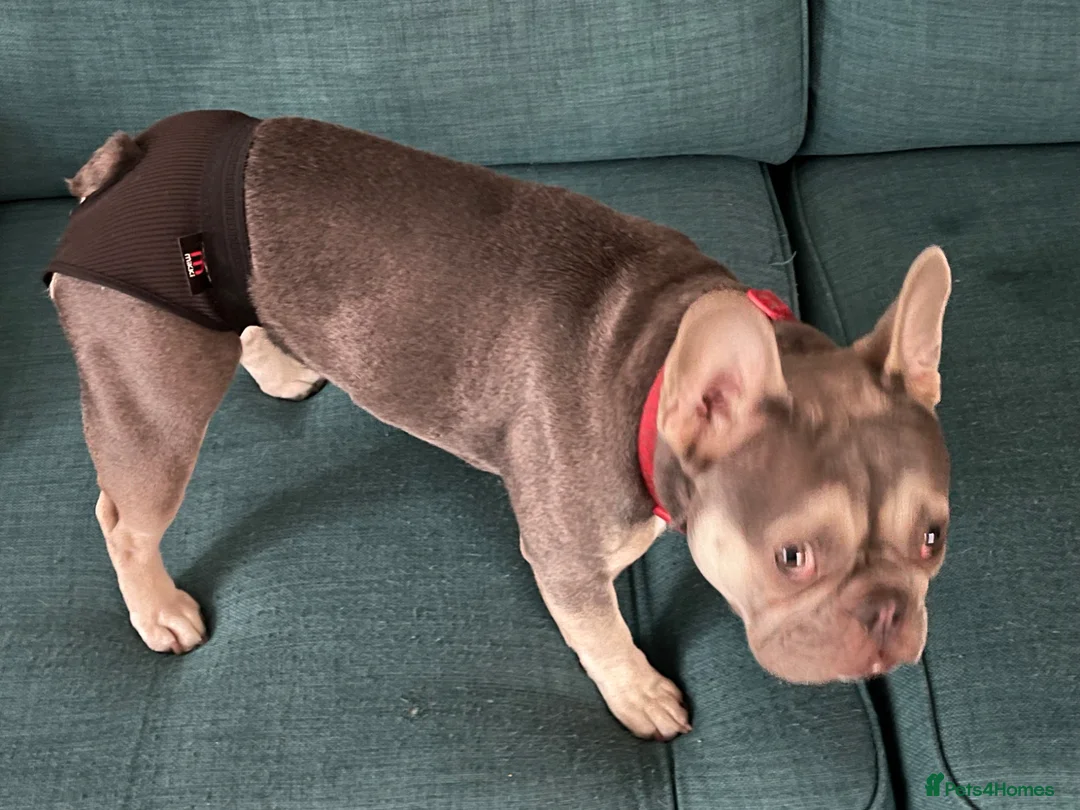 French Bulldog dogs for stud: Looking for a stud in Johnstone - Advert 2