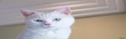 Mixed Breed cats for adoption: Gorgeous Blue Eyed Rescue in Bristol - Advert 1