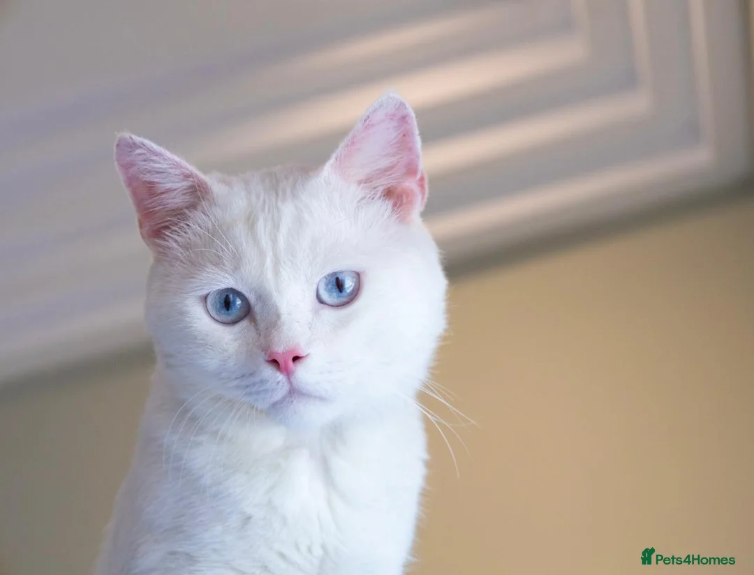 Mixed Breed cats for adoption: Gorgeous Blue Eyed Rescue in Bristol - Advert 1