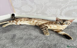 Bengal cats for sale: 🐾Gorgeous Pure Bengals Ready Now🐾 - Image 5