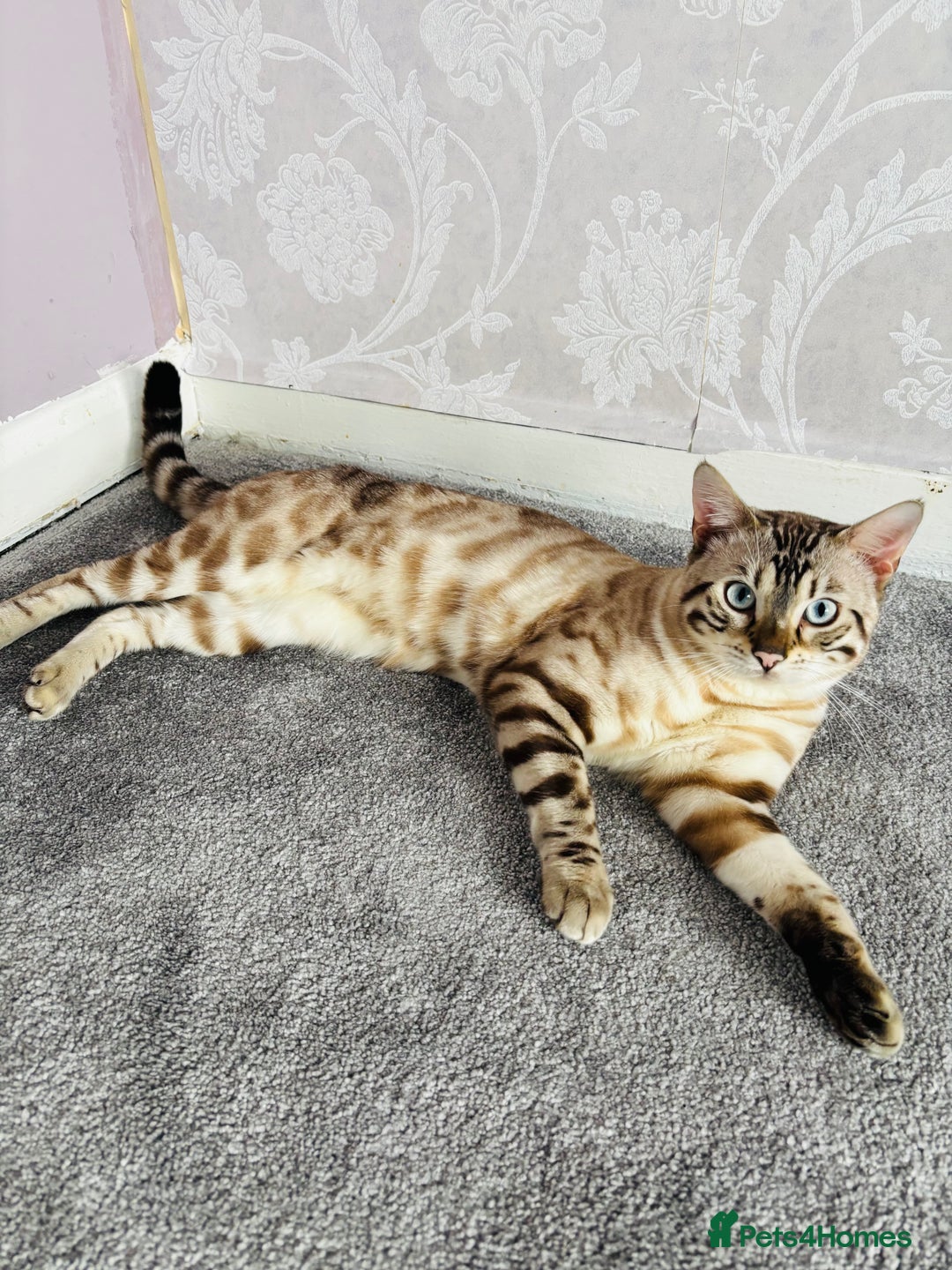 Bengal cats for sale: 🐾Gorgeous Pure Bengals Ready Now🐾 - Image 5