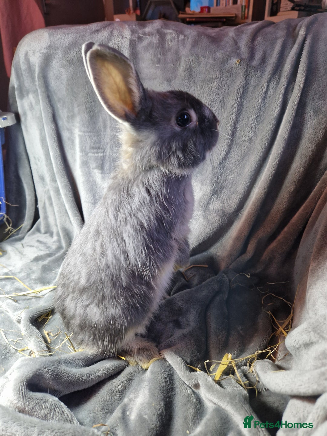 Mixed Breed rabbits for sale: Handsome young lilac otter bunny boy - Image 6