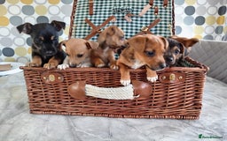 Jack Russell dogs for sale: Jack Russell Puppies Available Now  - Image 4