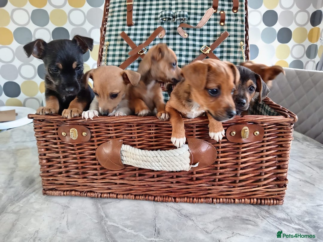 Jack Russell dogs for sale: Jack Russell Puppies Available Now  - Image 4