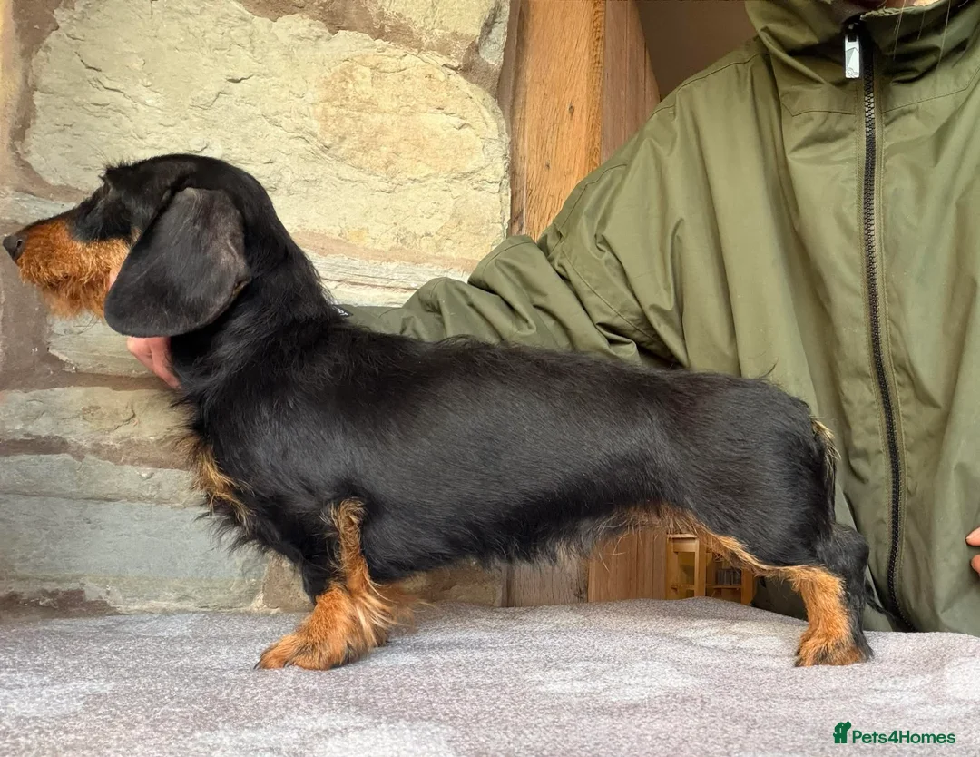 Miniature Dachshund dogs for sale: Champion bred wire haired bitch - Advert 2