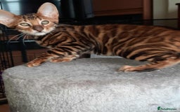 Toyger cats for sale: STUNNING TICA REG, PEDIGREE TOYGER CUBS - Image 18