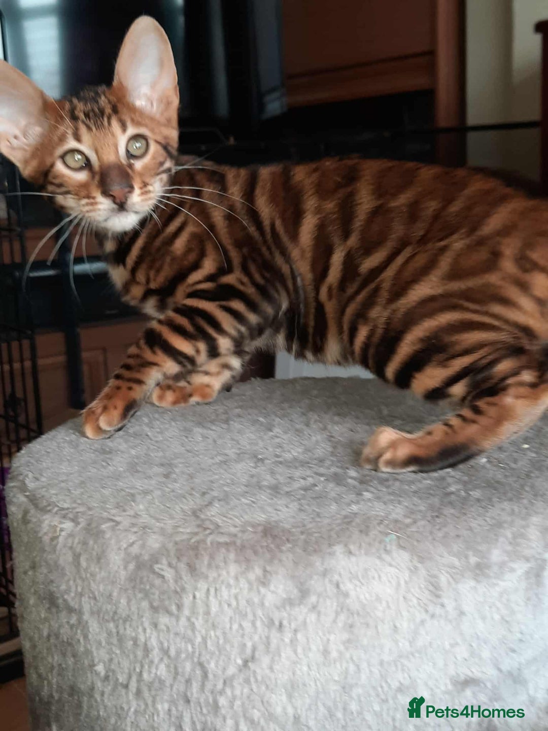 Toyger cats for sale: STUNNING TICA REG, PEDIGREE TOYGER CUBS - Image 18