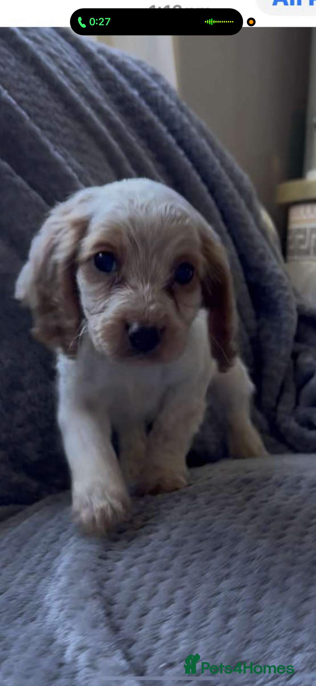 Cocker Spaniel dogs for sale: Cocker spaniel puppys  - Image 3