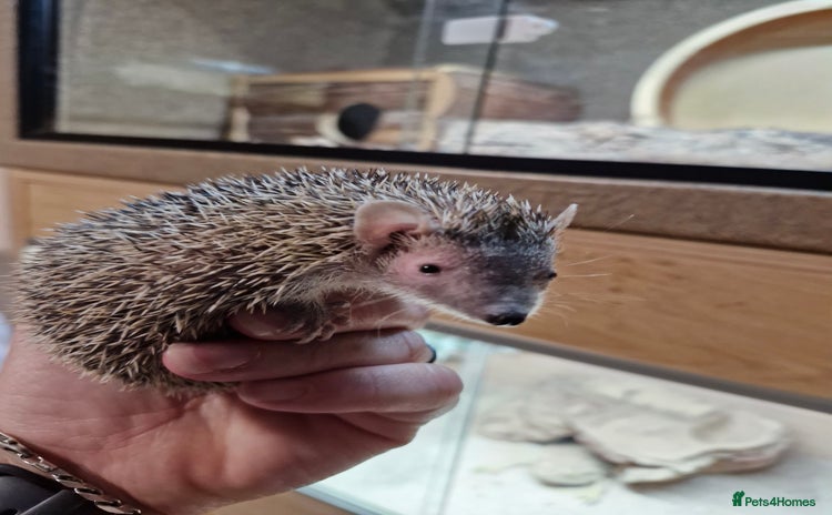 Pygmy Hedgehog rodents - Advert 1