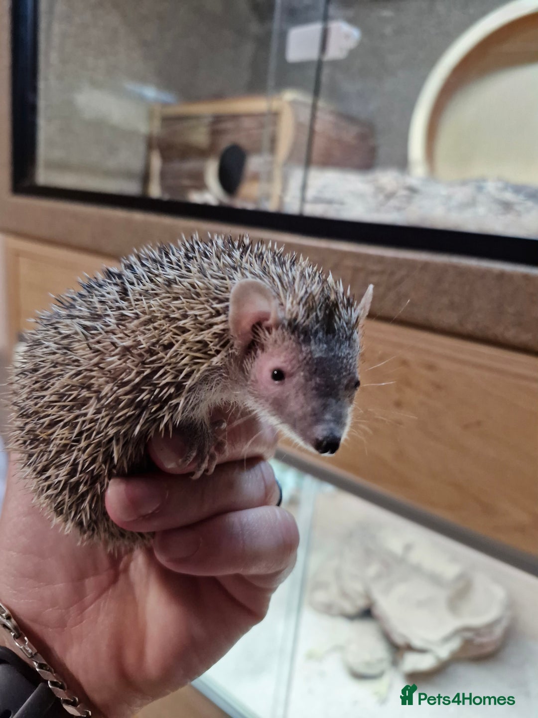 Pygmy Hedgehog rodents for sale: Male lesser tenrec - Image 1