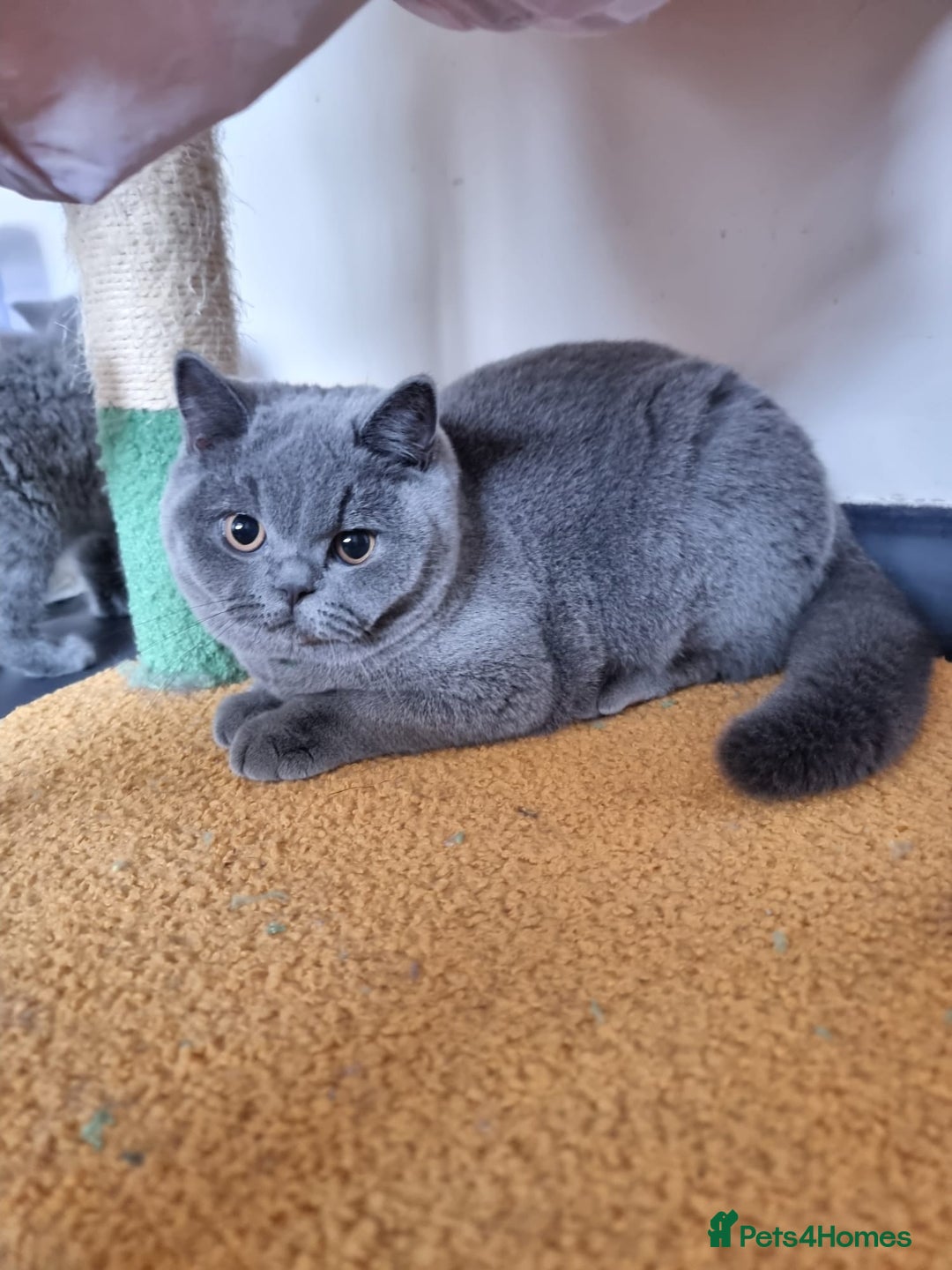 British Shorthair cats for sale:  To Go Now 3 Female Ready GCCF Healthy Pedigree - Advert 7