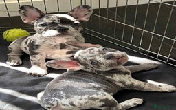 French Bulldog dogs for sale: French bulldogs  in Ashton-under-Lyne - Image 1