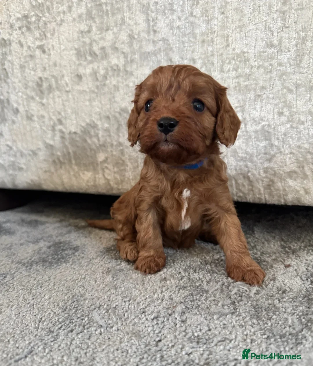 Cavalier King Charles Spaniel dogs for sale: Outstanding Cavalier King Charles Spaniel Puppies  in Moreton-in-Marsh - Advert 8