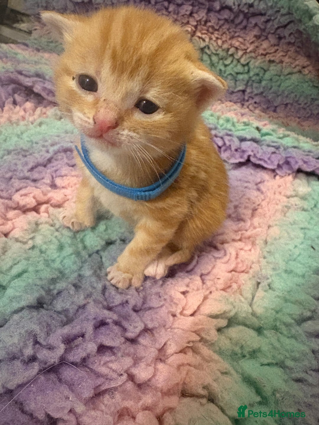 Mixed Breed cats for sale: 5 little kittens  - Advert 6