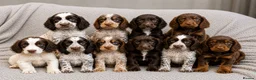 Cocker Spaniel dogs for sale: Cocker Spaniel Puppies Ready Now - Advert 1