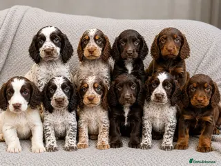 Cocker Spaniel dogs Cocker Spaniel Puppies Ready Now - Advert 2
