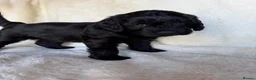 Australian Labradoodle dogs for sale: Multigenerational Australian Labradoodle Puppies - Advert 3