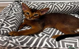 Abyssinian cats for sale: Perfect Boy Ready to Go 😻💙 - Image 1