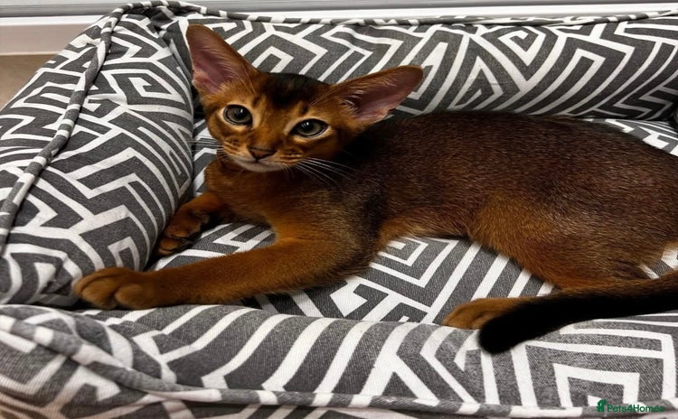 Abyssinian cats - Advert 1