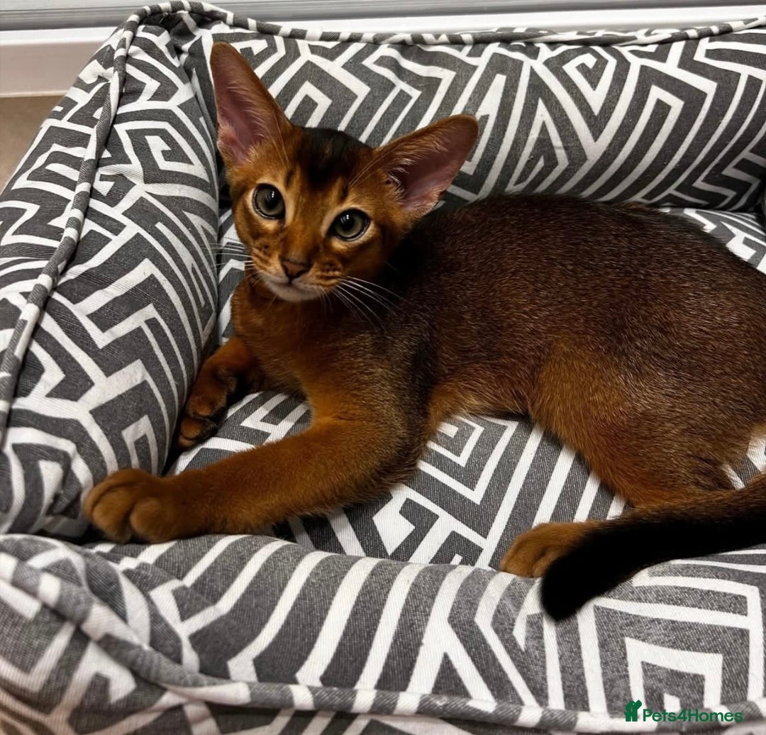 Abyssinian cats for sale: Perfect Boy Ready to Go 😻💙 - Image 1