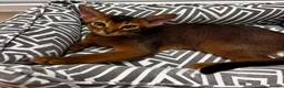 Abyssinian cats for sale: Perfect Abyssinian kittens😻💙 - Advert 1