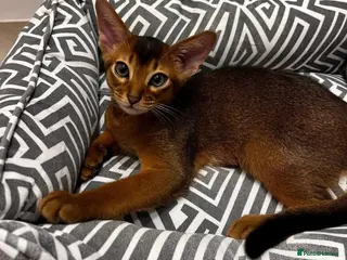 Abyssinian cats Perfect Abyssinian kittens😻💙 - Advert 18
