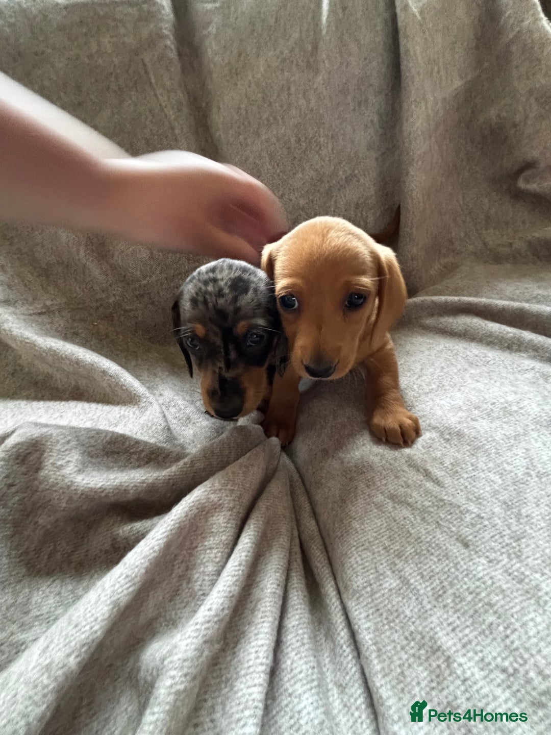 Miniature Dachshund dogs for sale: 5 beautiful miniature dachshunds for sale - Image 20