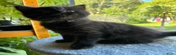 Mixed Breed cats for sale: Healthy , Energetic, Absolutely stunning 8  - Advert 6