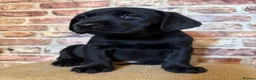 Labrador Retriever dogs for sale: BLACK LAB PUPS 270 CLEAR DNA - READY NOW  - Advert 8