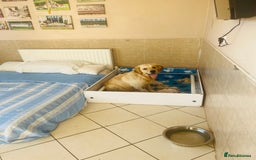 Golden Retriever dogs for sale: Fully health tested parents - Image 5