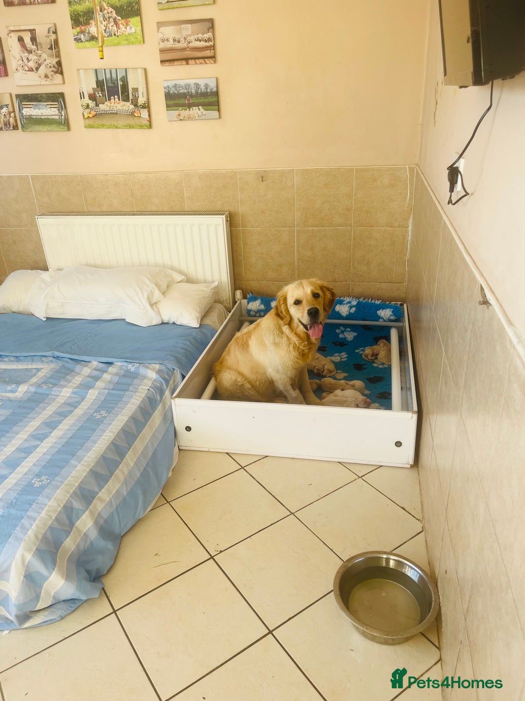 Golden Retriever dogs for sale: Fully health tested parents - Image 5
