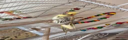 Parakeets birds for sale: Parakeet (including cage and all accessories)  in Ebbw Vale - Advert 3
