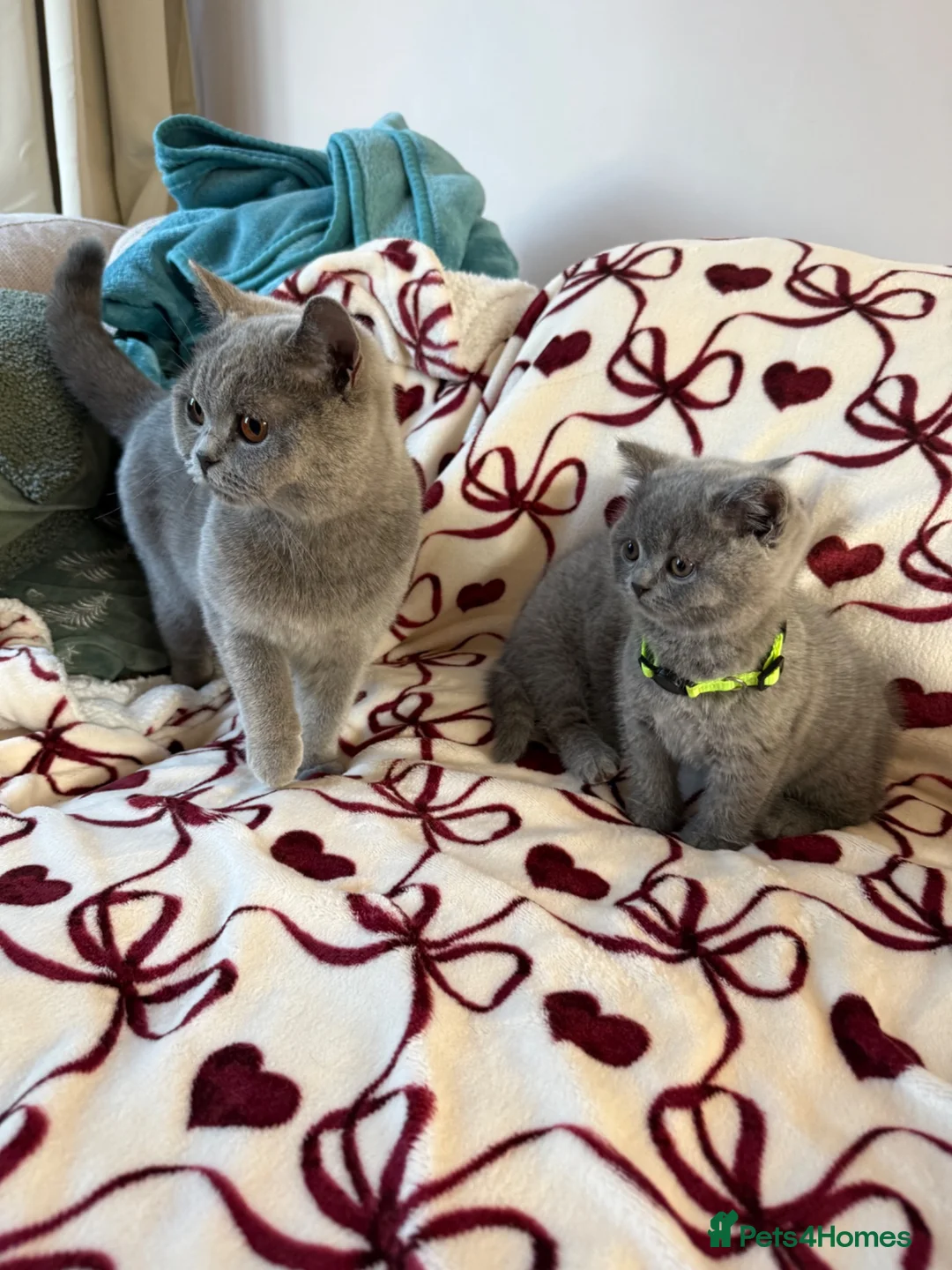 British Shorthair cats for sale: Beautiful British Shorhair Kittens for Sale - Advert 2