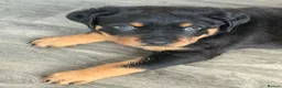 Rottweiler dogs for sale: Rottweiler puppies  - Advert 5
