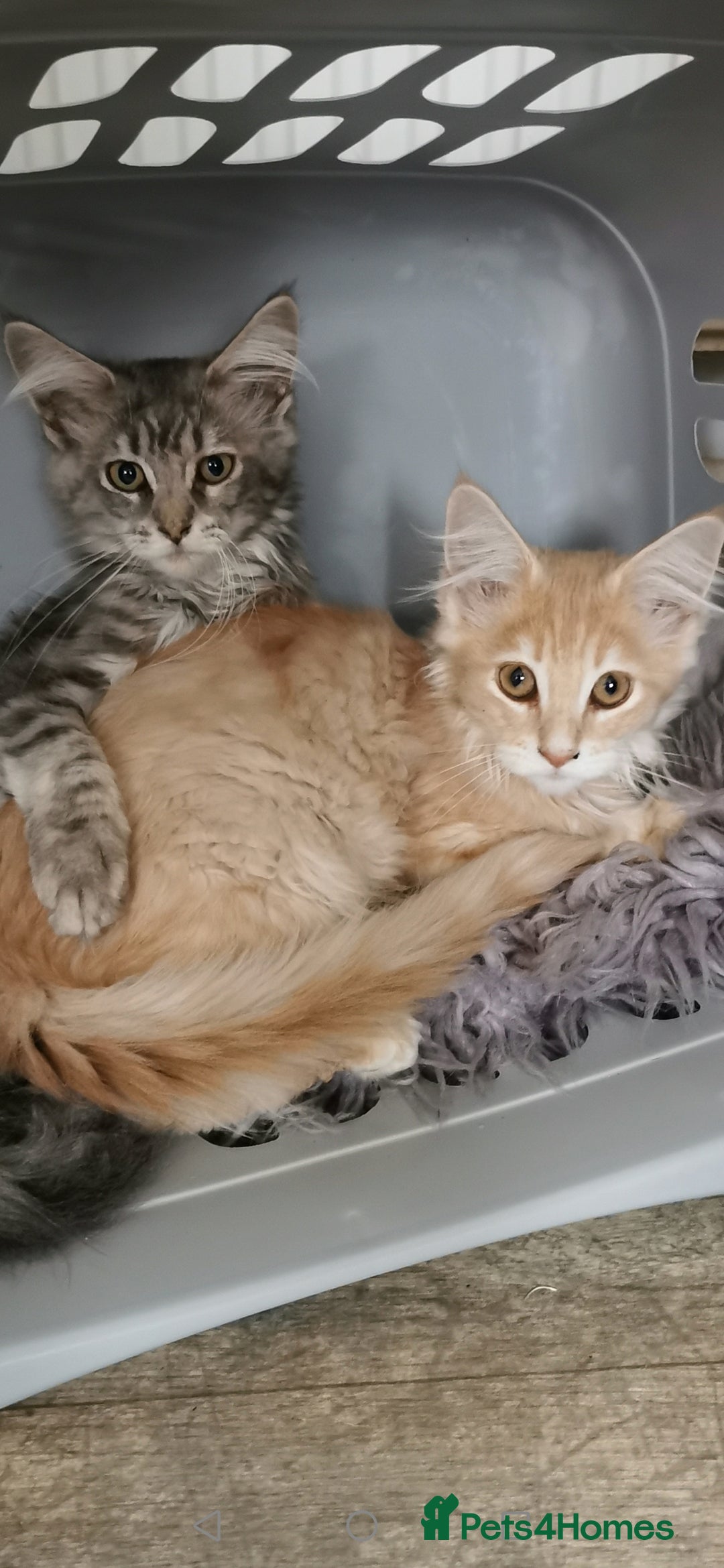 Maine Coon cats for sale: Full pedigree maine coon kittens for sale - Image 16