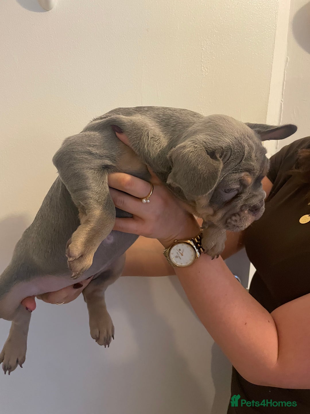French Bulldog dogs for sale: French bulldog pups - Advert 2