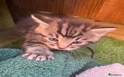 Domestic Shorthair cats for sale: Beautiful/chunky domestic short hair kittens  - Image 2