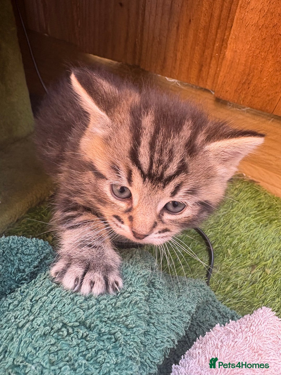 Domestic Shorthair cats for sale: Beautiful/chunky domestic short hair kittens  - Image 2