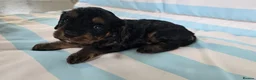 Cavapoo dogs for sale: Ready Now - 3 Girl F1 Toy Cavapoos Health Checked - Advert 28