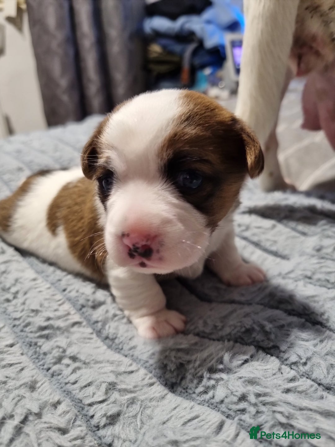 Jack Russell dogs for sale: Jack Russell X Shih Tzu Puppies - Advert 22